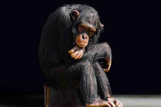 šimpanzi jsou velmi nebezpeční