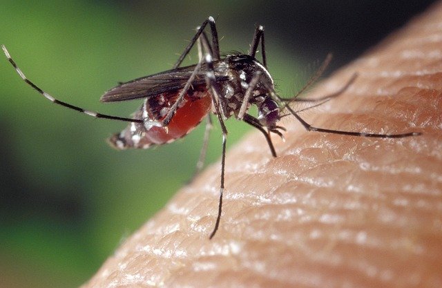 moskyti mají na svědomí zdaleka nejvíce obětí na životech